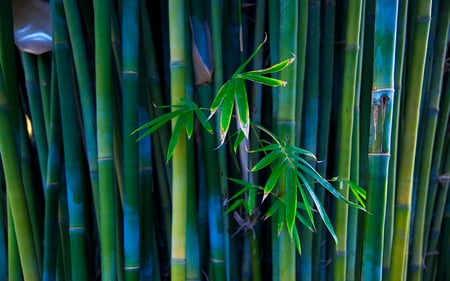 bamboo - nature, leaves, green, plants, bamboo