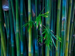 bamboo