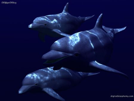 Underwater Threesome - water, there, dolphin