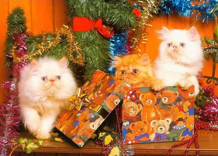 MERRY CHRISTMAS - christmas, kittens, bows, cats, presents, tree