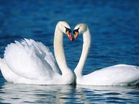 Swans