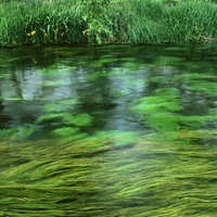 GREEN STREAM