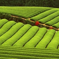 COUNTRY FARMLAND