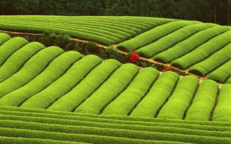 COUNTRY FARMLAND - country, farm, land