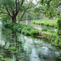 FOREST STREAM