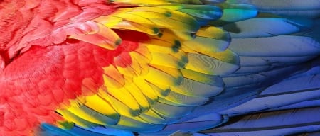 Feathers - skin, yellow, summer, blue, feather, parrot, romanian, white, red, texture, vara, flag