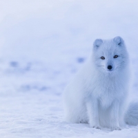 Arctic Fox
