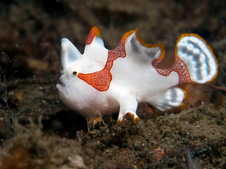 frog fish - frog, fish, ugly, animal