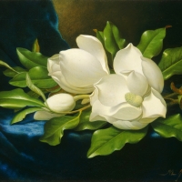 Magnolias on a blue velvet