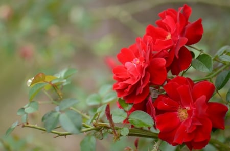 Roses - red, summer, flower, rose, vara