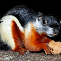 Oriental Tree Squirrel