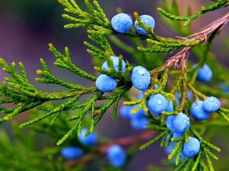 Juniper Tree - tree, berries, blue, branch