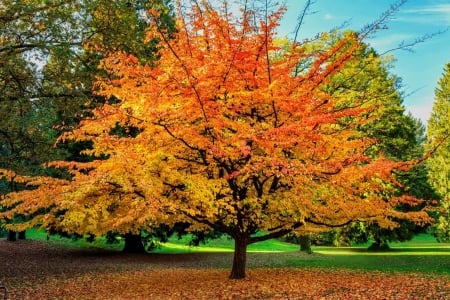 Golden Tree - golden, tree, fields, autumn