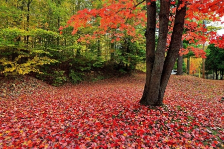 Red Carpet - nature, tree, autumn, forest