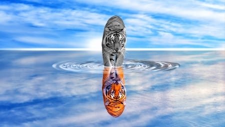 Tiger - water, blue, reflection, orange, tiger, fantasy, white, ibrahim ibne omar, tigru, luminos