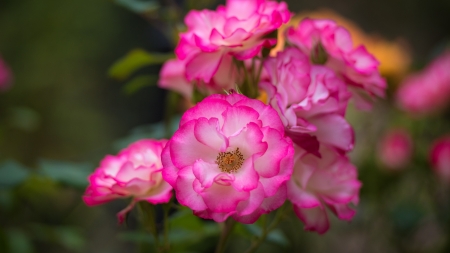 Roses - trandafir, rose, flower, pink