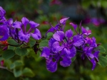 Cluster of Delicate Purple Flowers