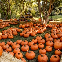 Pumpkin Patch in Texas