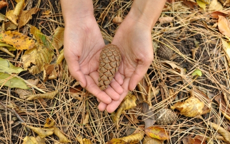 Cone in Hands - hands, nature, cone, forest, needles