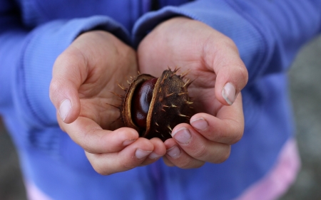 Conker in Hands - hands, autumn, conker, macro, chestnut