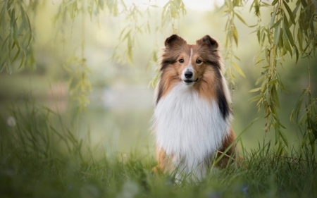 Shetland Sheepdog - dog, Shetland Sheepdog, animal, nature