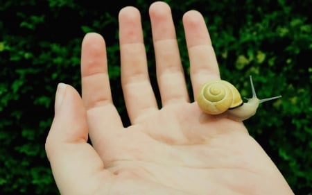 Snail on Hand - animal, macro, snail, hand