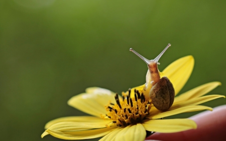 Snail on Flower - animal, nature, snail, flower