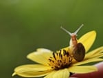 Snail on Flower