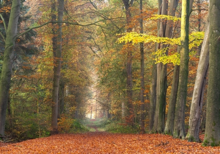 Autumn Carpet - forest, cool, autumn carpet, fun, trees, nature