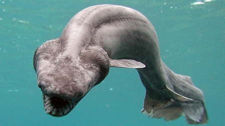 frilled shark - animal, water, frilled, shark