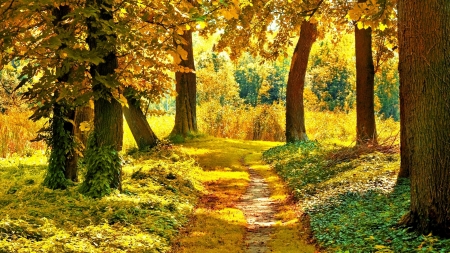 Path trees early autumn - fields, sunlight, sunlit, path, early autumn