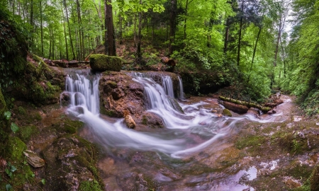 Forest fresh water - forest, water, tree, green