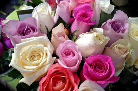 Roses - colors, rose, flower, beautiful