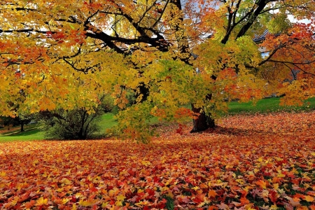 Orange carpet - nature, tree, autumn, forest