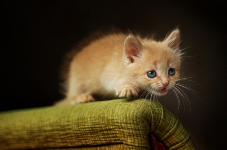 Kitten - kitten, ginger, cure, pisici, orange, sweet, cat