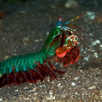 peacock mantis shrimp