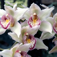 Orchids