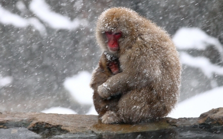 :-) - orangutan, cub, snow, cold