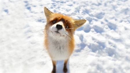 :-) - snow, pretty, animal, fox