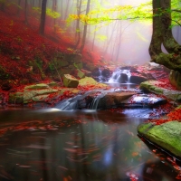 Autumn forest