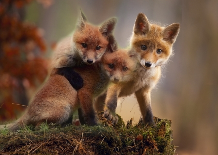 Foxes - vulpe, animal, cub, fox, cute, trio