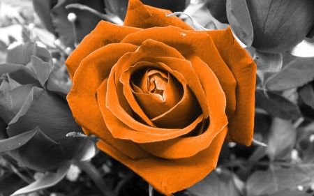 orange rose - cool, roses, photography, splash color, orange, flowers