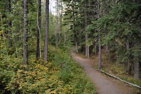 Forest Path Near Elbow Falls - nature walk, Peaceful forest, near Elbow Falls, Forest walk