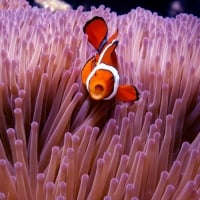 Clown Anemonie fish on Great Barrier Reef