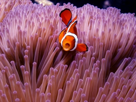 Clown Anemonie fish on Great Barrier Reef - Diving, great barrier reef, Cairns Australia, anemonie fish