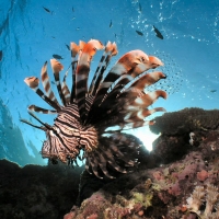 Lionfish on Great Barrier Reef