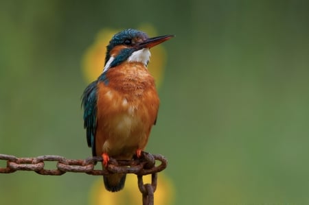 Kingfisher - nature, kingfisher, chain, bird