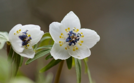 White - white, two, flower, beautiful