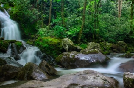 Forest waterfall - water, green, tree, forest