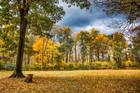 Autumn - yellow, nature, tree, autumn